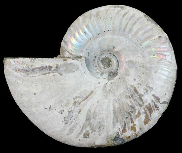 Silver Iridescent Ammonite - Madagascar #54890